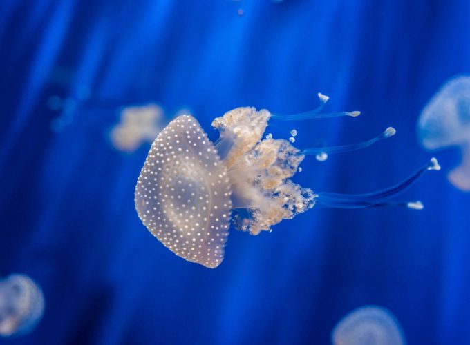 Wallpaper Sea Nettle, 4k, 5k wallpaper, 8k, Jellyfish, medusa, Genoa Aquarium, Italy, blue, water, underwater, aquarium, diving, tourism, Abstract 1586511057
